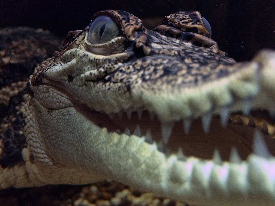 Krokodil im Mario Kleff Terrarium